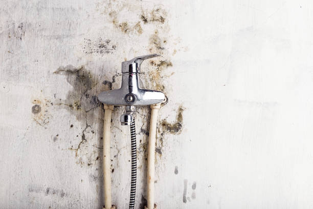 Best Mold Removal Process  in Reynoldsville, PA