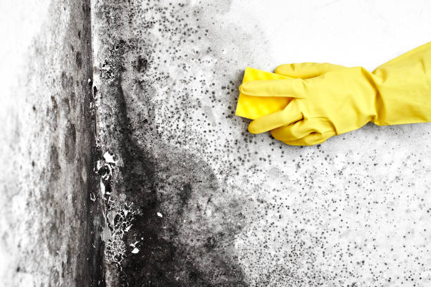 Best Professional Mold Removal  in Reynoldsville, PA