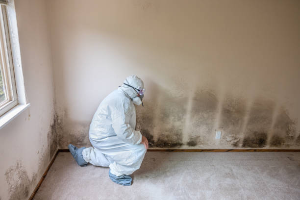 Best Black Mold Removal  in Reynoldsville, PA